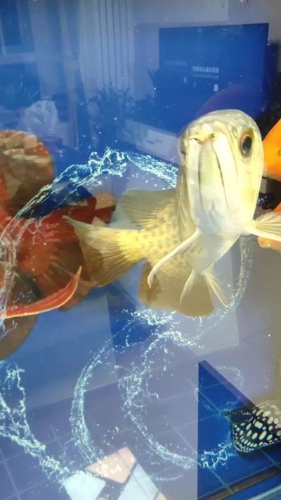 龍魚(yú)的魚(yú)鱗掉了一個(gè)可以恢復(fù)嗎：龍魚(yú)吃淡水蝦還是海蝦,龍魚(yú)吃淡水蝦還是海蝦吃蝦嗎