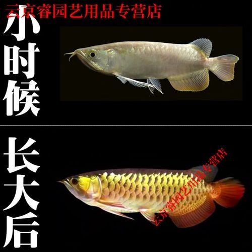 高背藍底金龍魚圖片大全大圖