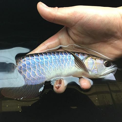高背藍底金龍魚圖片大全大圖