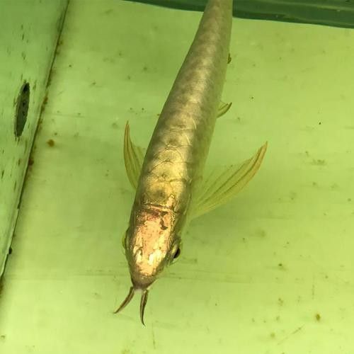 高背藍底金龍魚圖片大全大圖