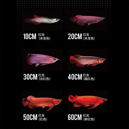 高背藍底金龍魚圖片大全大圖