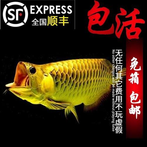 高背藍底金龍魚圖片大全大圖