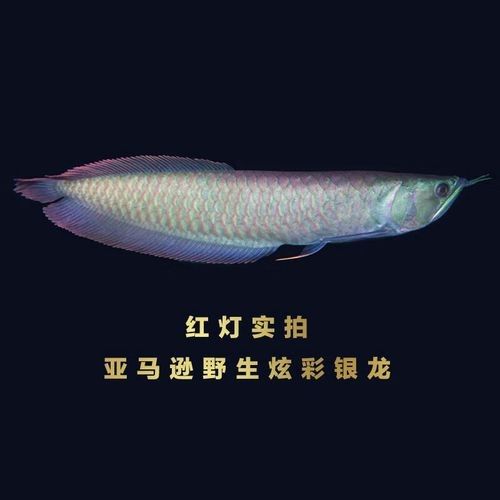 高背藍底金龍魚圖片大全大圖