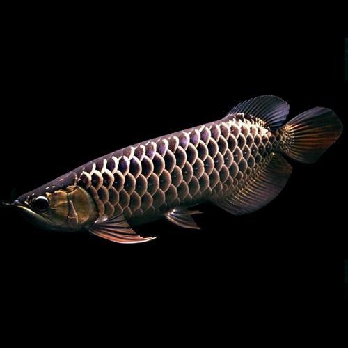 高背藍底金龍魚圖片大全大圖