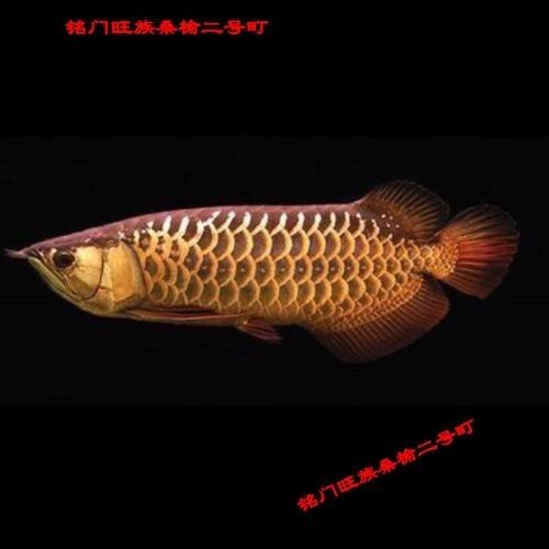 高背藍底金龍魚圖片大全大圖