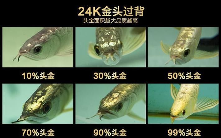 高背藍底金龍魚圖片大全大圖