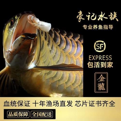 高背藍底金龍魚圖片大全大圖