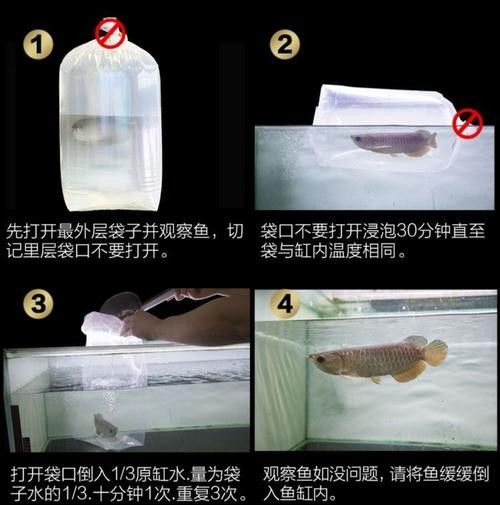 高背藍底金龍魚圖片大全大圖