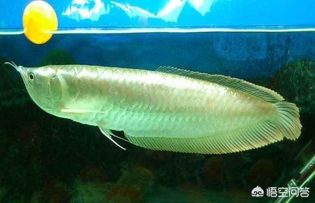 銀龍魚在水面飄著不游動咋回事（未找到銀龍魚在水面飄著不游動的具體原因具體原因）