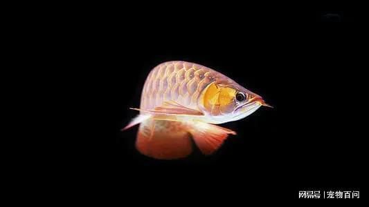 銀龍魚在水面飄著不游動咋回事（未找到銀龍魚在水面飄著不游動的具體原因具體原因）