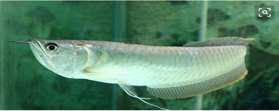 銀龍魚在水面飄著不游動咋回事（未找到銀龍魚在水面飄著不游動的具體原因具體原因）