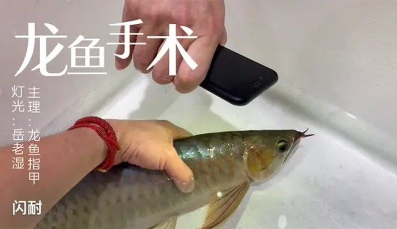 龍魚用麻藥一天最多可以用幾次啊視頻
