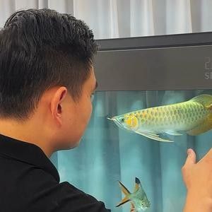 龍魚用麻藥一天最多可以用幾次啊視頻