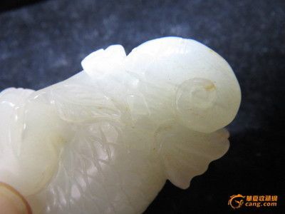 白玉龍魚特點：白玉龍魚的特點