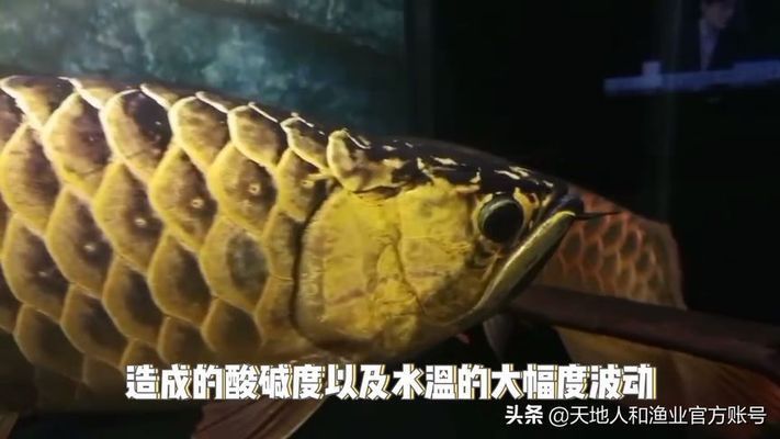 龍魚換水后可以喂食嗎，龍魚換水后可以喂食但需要注意一些事項(xiàng)，龍魚換水前后需要注意什么