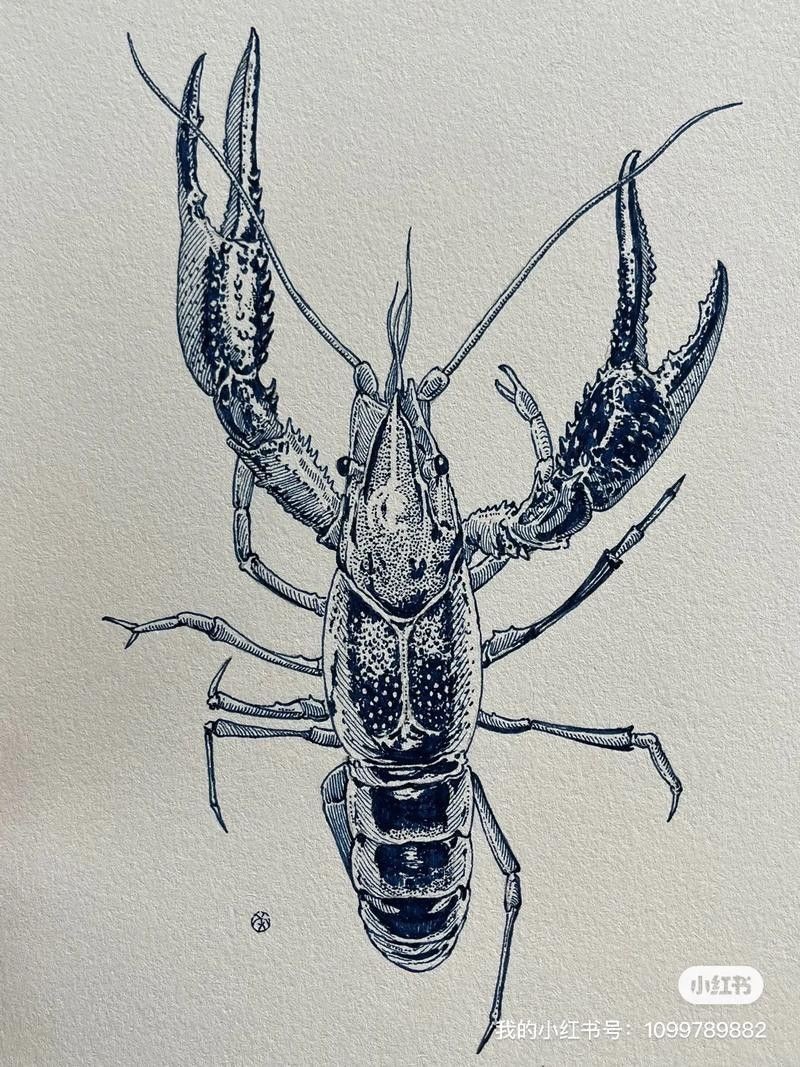 有沒有創意手繪龍蝦圖片？