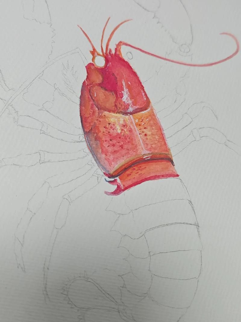 有沒有創意手繪龍蝦圖片？