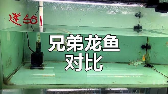 龍魚(yú)體型相近大鱗片主要區(qū)別在體色不同