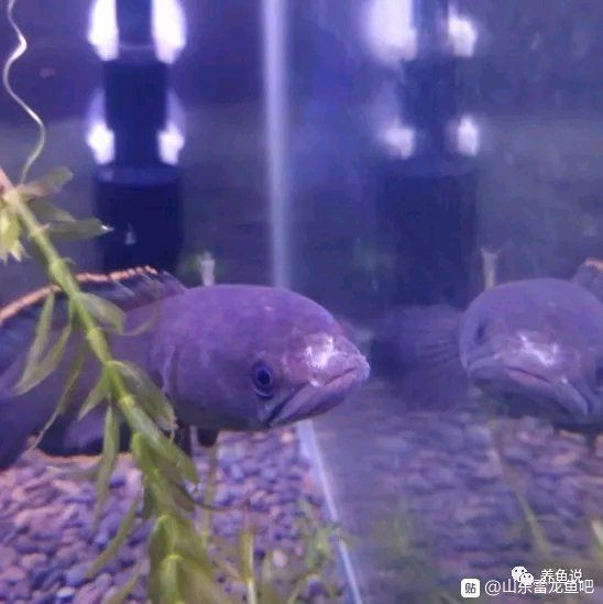 龍魚嘴巴爛了怎么治 龍魚嘴巴爛了怎么治 龍魚百科 第3張