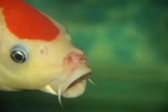 龍魚嘴巴爛了怎么治 龍魚嘴巴爛了怎么治 龍魚百科 第4張