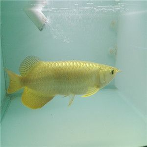 風水魚金龍魚養幾條：風水魚金龍魚養殖條數