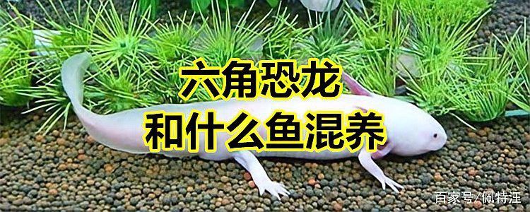 哪些龍魚品種適合與龜混養？