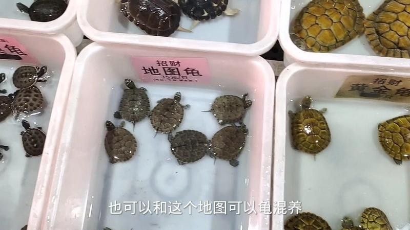 哪些龍魚品種適合與龜混養？