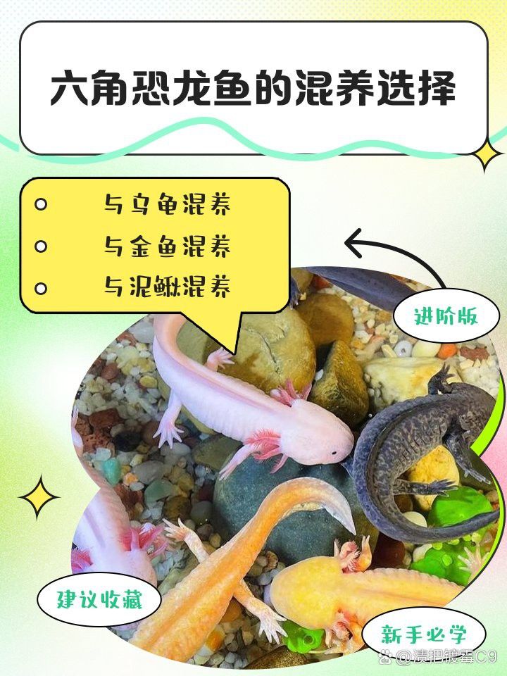 哪些龍魚品種適合與龜混養？
