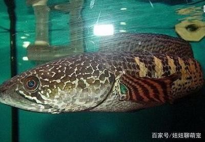 龍魚水霉一直不好怎么回事：龍魚一直反復出現水霉，可能是由于以下幾個原因之一
