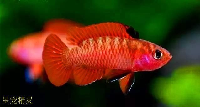 龍魚變色全過程圖片高清視頻：觀賞魚發色過程對比分析紅龍魚發色過程對比分析