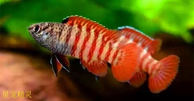 龍魚變色全過程圖片高清視頻：觀賞魚發色過程對比分析紅龍魚發色過程對比分析