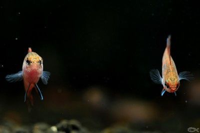 龍魚變色全過程圖片高清視頻：觀賞魚發色過程對比分析紅龍魚發色過程對比分析