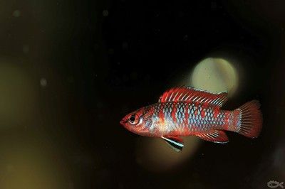 龍魚變色全過程圖片高清視頻：觀賞魚發色過程對比分析紅龍魚發色過程對比分析