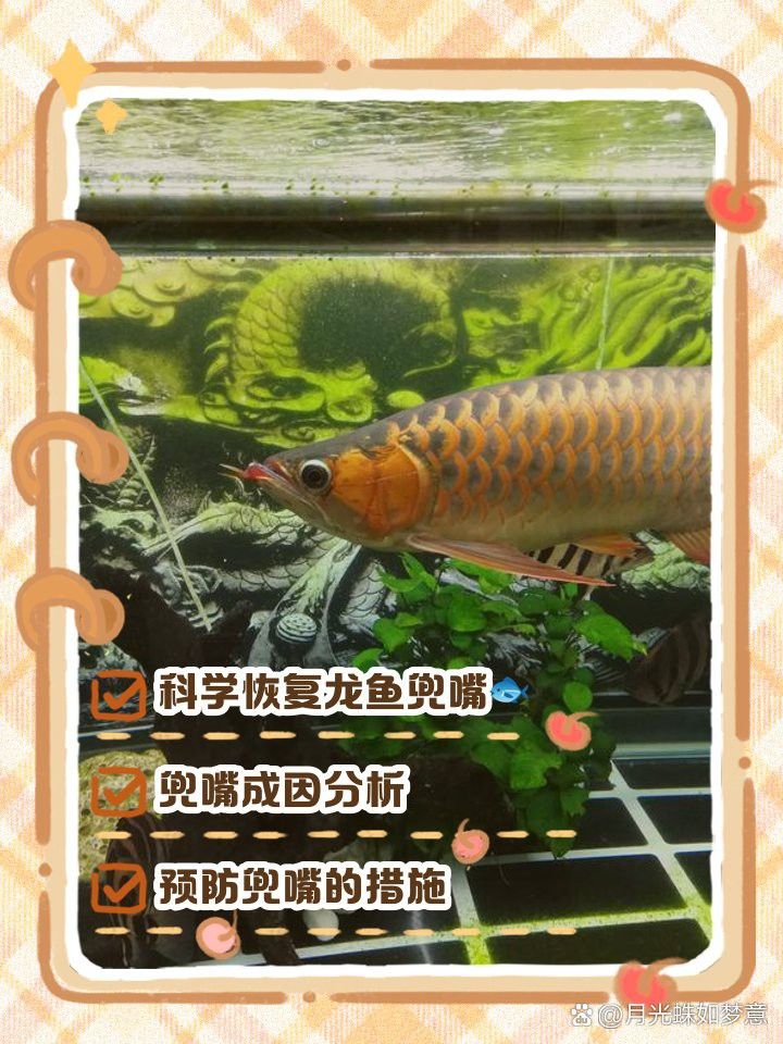 金龍魚嘴巴長了凸起的東西