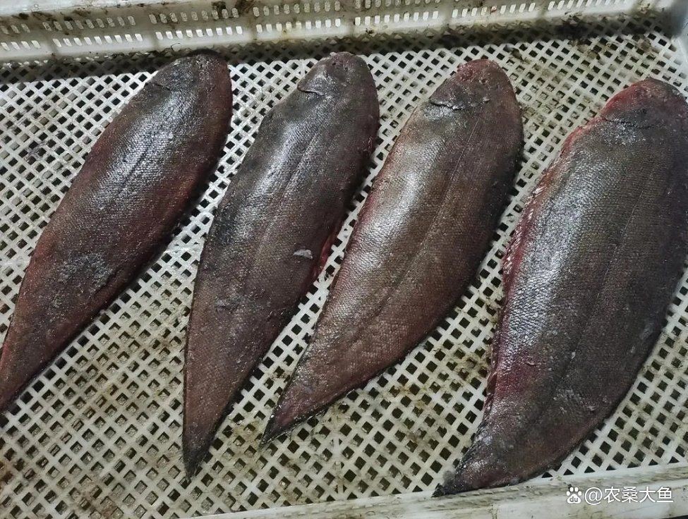 龍利魚和巴沙魚樣子