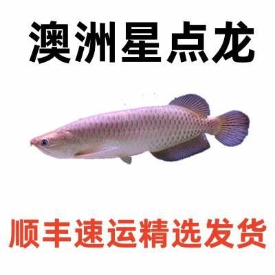 澳洲星點龍魚圖片