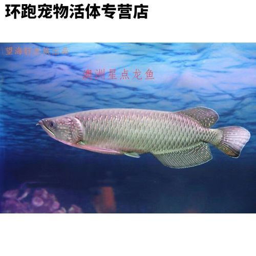 澳洲星點龍魚圖片