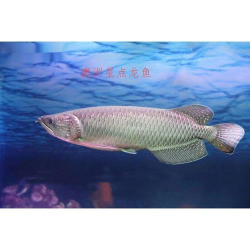 澳洲星點龍魚圖片