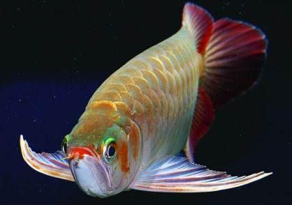 澳洲星點龍魚圖片