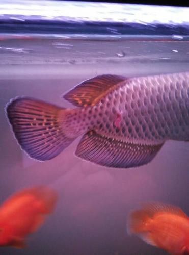 澳洲星點龍魚圖片