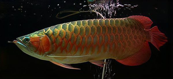 澳洲星點龍魚圖片