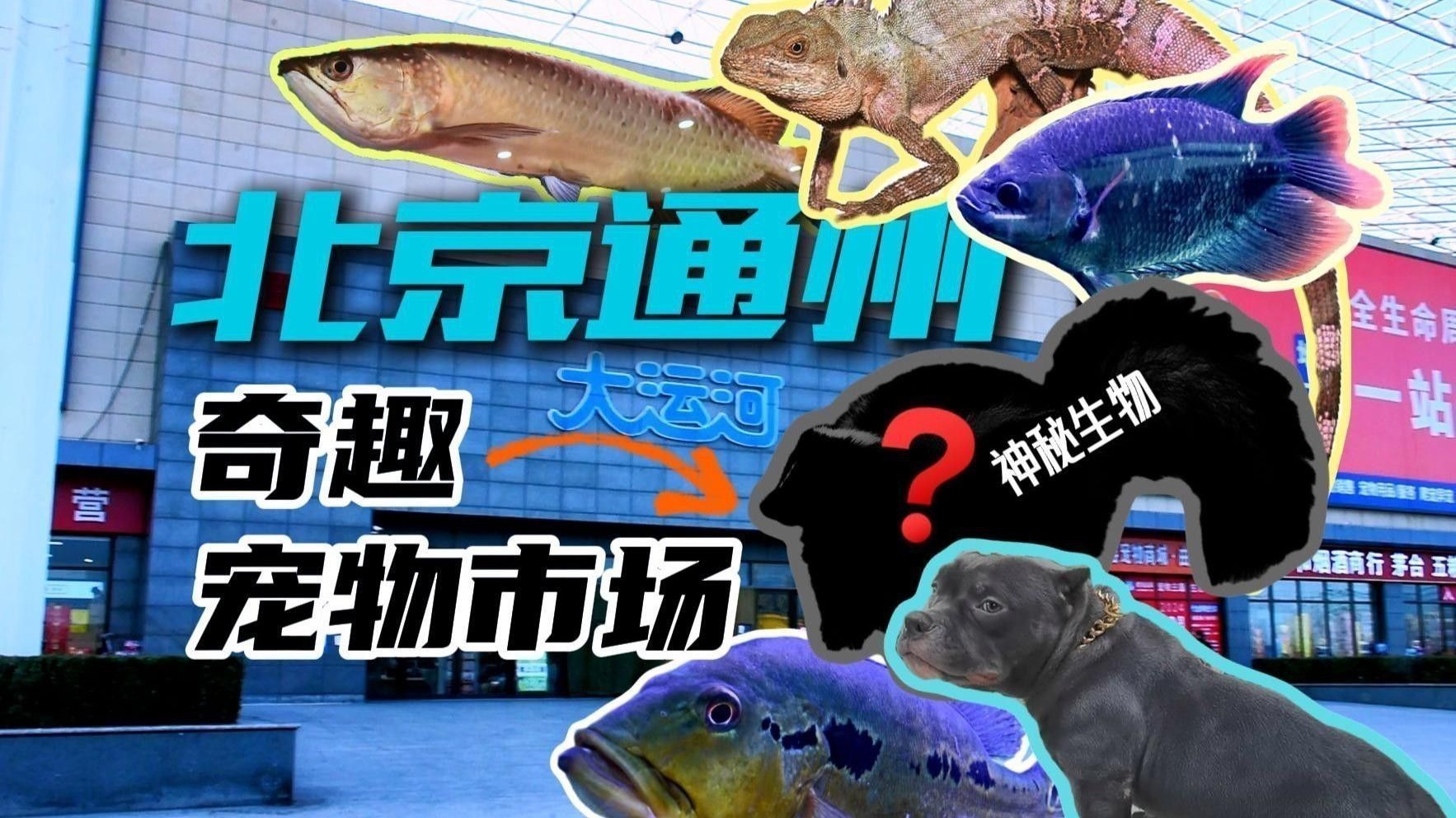 新手適合飼養(yǎng)星點(diǎn)龍魚嗎？