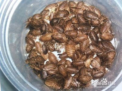 龍魚發(fā)色飼料有哪些，如何判斷龍魚飼料品牌