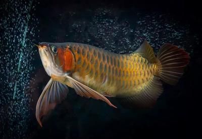 龍魚的水位（六角龍魚的水位高度應該控制在30-50厘米之間）