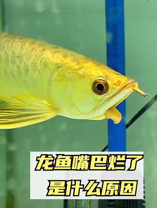 龍魚上唇撞裂