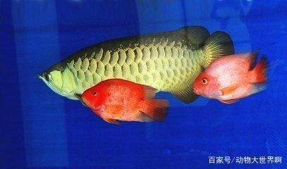 龍魚咬其他魚怎么辦(澳洲星點龍魚咬魚的養魚過程中要注意什么,龍魚咬魚的飼養方法) 龍魚百科 第4張 龍魚咬其他魚怎么辦(澳洲星點龍魚咬魚的養魚過程中要注意什么,龍魚咬魚的飼養方法) 龍魚咬其他魚怎么辦(澳洲星點龍魚咬魚的養魚過程中要注意什么,龍魚咬魚的飼養方法) 龍魚百科 第4張