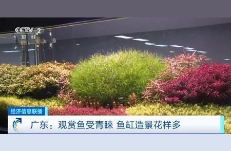 觀賞魚市場熱門品種：觀賞魚市場上的一些熱門品種：孔雀魚繁殖的基本方法