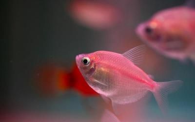觀賞魚市場熱門品種：觀賞魚市場上的一些熱門品種：孔雀魚繁殖的基本方法