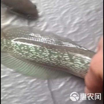 血斑1雷龍魚批發