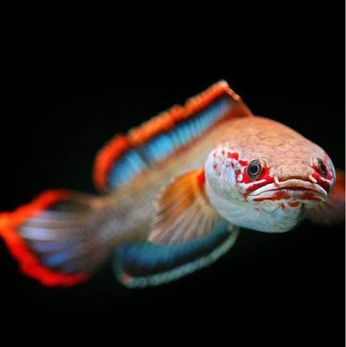 血斑1雷龍魚批發